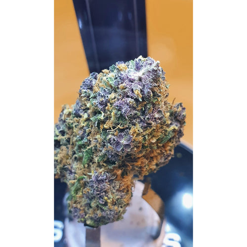 PURPLE PUNCH - Idroponica - (Top Quality CBD)-Veganja Smoke-Veganja Shop